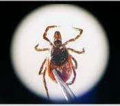 TICK-BORNE ILLNESS IN MINNESOTA: ANAPLASMOSIS Anaplasmosis is transmitted by a bite from an infected blacklegged tick.