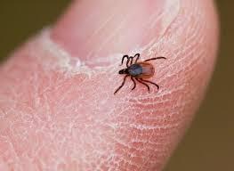 TICK-BORNE ILLNESS IN MINNESOTA: BABESIOSIS Babesiosis is transmitted by a bite from an infected blacklegged tick.