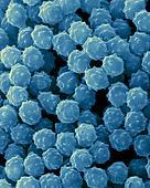 Staphylococcus aureus (NCTC 6571) Staphylococcus pyogenes Staphylococcus sp.