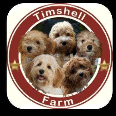 2018 2019 Calendar of Puppies (Revised 10-31-18) * CavaPooChons & Petite Goldendoodles * * Cavachons & Bicha-Poos * List of Litters with Puppy Go-Home Dates Below is our calendar of puppies, with