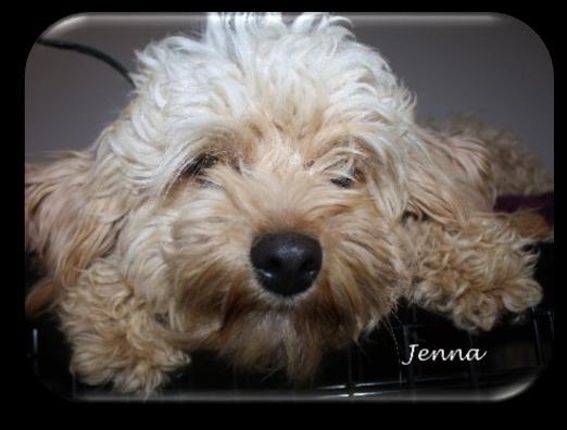 Jenna X Dash CavaPooChon F1b Puppies (~ 15 lbs.) 1. Puppies Ready for New Homes Dec. 23, 2018! Waitlist open for #2 pick of the males 2.