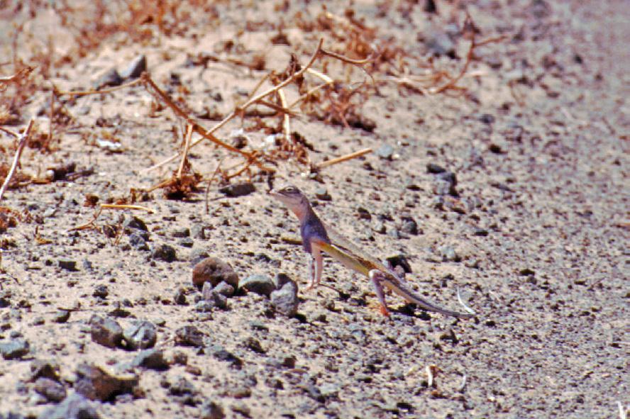 At the Nevada Test Site, Zebra-tailed Lizards were found to be the most abundant of the four lizards present, with densities ranging from 1-15 lizards/ ha and adult male home ranges averaging 0.