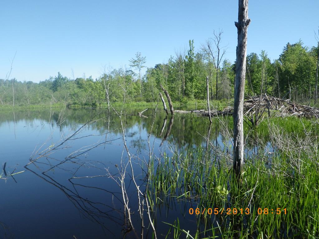 2013 Field Study Methods Habitat: GIS Analysis of wetlands inside and outside the AOC along four rivers Habitat Suitability Index (HIS) Model based on field measurements Populations: