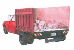 providing feed, water and rest at required intervals; providing adequate ventilation for all animals; providing non-slip,