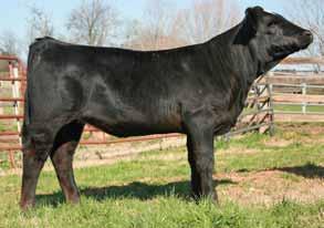 The Elsa donor stamps out progeny will value and predictability. A Elsa daughter sold in 2008 sale to 3M and went on to be a champion.