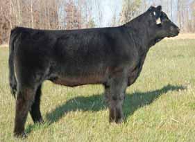 RF Funny Face 11G reference 28 CCF CF Funny Face W44 Purebred Cow BD: 9-01-09 ASA# Pending Tattoo: W44 Nichols Legacy G151 CE 10 BW -0.
