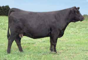 Rose is complete, big PROJ EPDs CE BW 0.25 WW 24 44 MCE MM -0.4 MWW 11 Marb 0.32 REA 0.06 API 104 bodied SimAngus donor backed by beautiful EXT Angus cow.