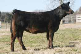 She will be a great CE 4 BW 2.5 WW 38 73 MCE -2 MM -1 MWW 18 Marb 0.22 REA -0.14 API 98 addition to any herd. She is a sleek fronted, long spined, deep ribbed, while still being sound.