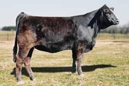 39 HIW/ IW/JI Royal Star W33 Purebred Cow BD: 2-01-09 ASA# 2483517 Tattoo: W33 Consignor: Ingram Livestock Farm GW Lucky Man 644N CE 8 SVF Star Player T801 BW 0.