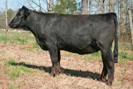16 API 126 daughter will look down the road. A grand daughter of Glamour Girl that exhibits balance and style. The Glamour Girl family has always been popular at the Cattlemas Choice. AI d to Amazon.