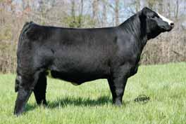 42 W601 is a grand daughter of the Wilson Farms donor Ms Pepper. This wide based female has loads of internal dimension and will be money making future brood cow.