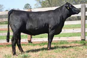 09 API 118 Hart Farms purchased Trailblazer out of a past sale and are still super pleased with the progeny. A soggy, middled and sound female. Bred to the baldie, Payday bull.