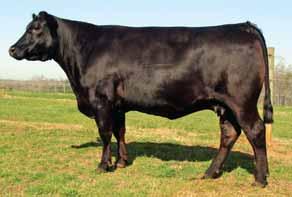 27 API 109 54A BD: 3-15-10 Sex: Heifer BW: 68 Tattoo: X20 Sire: Mr CCF Mo Class 864M is a hard working, good milking, Power Stroke cow.