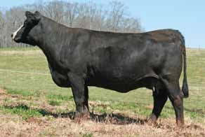 WCM Angela 864M 55 Parti Girl 6112S SimAngus Cow BD: 1-07-06 ASA# 2338446 Tattoo: 6112S Consignor: Partisover Ranch Mr Black GX 6W CE Meyer Ranch 734 BW -0.