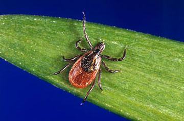 Source: Centers for Disease Control and Prevention 32 Blacklegged Tick American Dog Tick Lone Star Tick Carries: Carries: Carries: -Lyme -Rocky Mountain -Ehrlichiosis -Babesiosis spotted fever -STARI