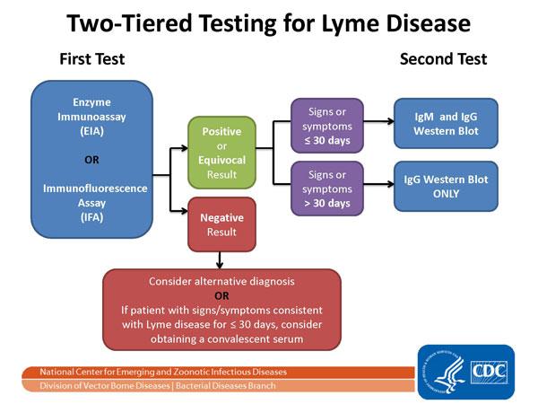 Appendix D CDC Lyme Diagnosis Protocol Source: Centers for Disease Control and Prevention 35 35 Two-step Laboratory Testing Process.