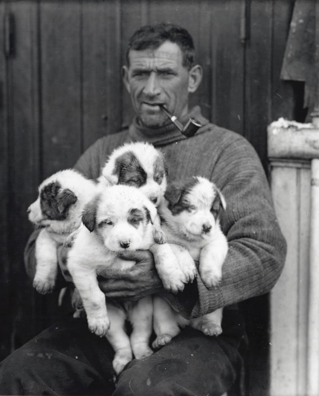The dogs had been brought from England on the Endurance, some pups were born on the journey