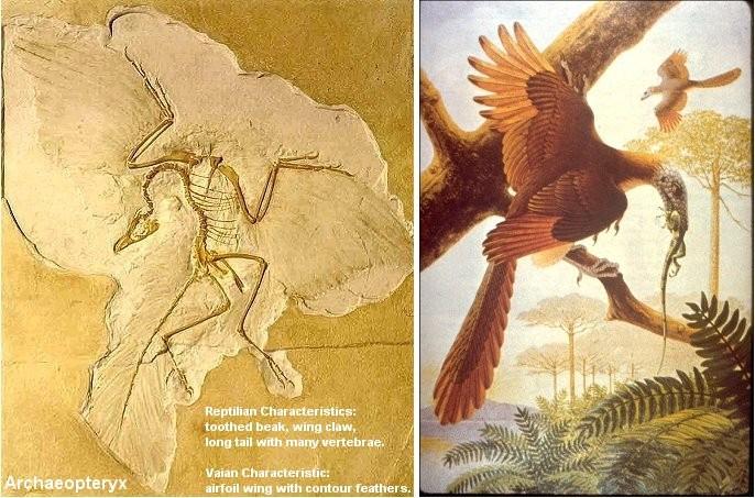 The lower right figure is Archaeopteryx, and is also represented on the phylogenetic