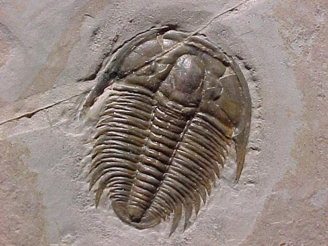 The body parts that fossilize particularly well
