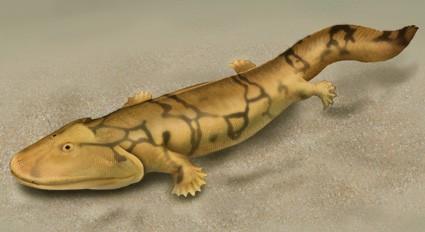 Tetrapod means 4 feet, and refers to