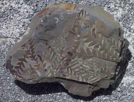 The figure at left shows early Triassic protomammals.