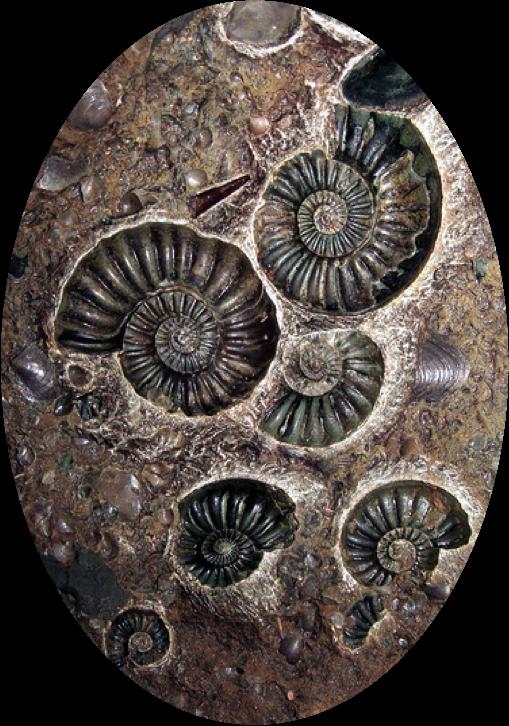 of fossils worldwide The fossil record shows: -