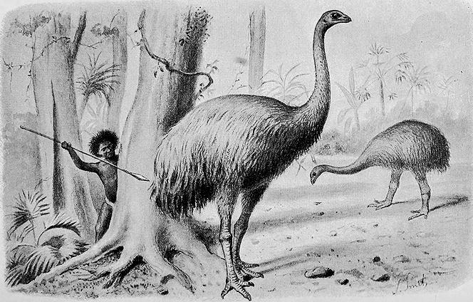 = 42% of birds in New Zealand went extinct, including 11