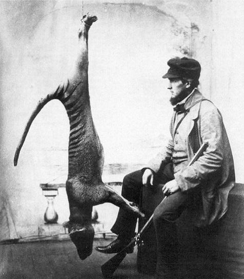 RARITY Thylacine largest carnivorous marsupial In 1928, the Tasmanian Advisory Committee had recommended a