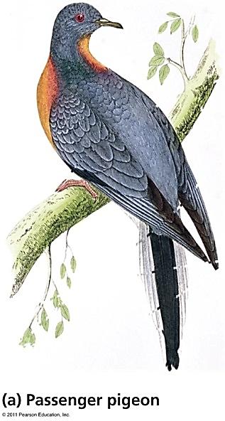 Passenger Pigeon Passenger pigeon used to be the most
