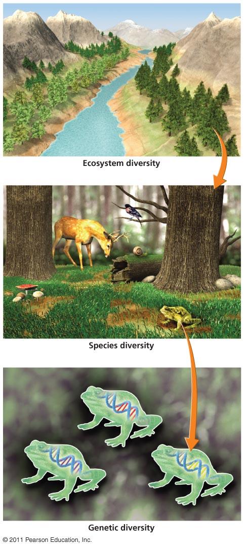Levels of biological diversity (biodiversity) Biodiversity = the variety of life across all levels of biological organization Includes 3 levels: - Ecosystem diversity