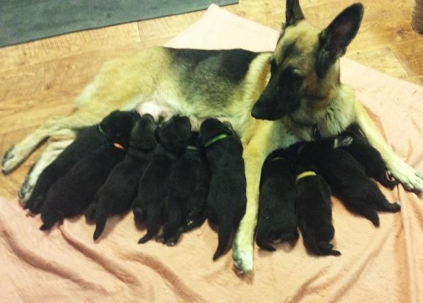 PUPPIES! Joye Evans has a litter of TWELVE! puppies born October 1, 2016. All black and tan. The sire is AOE GCH.