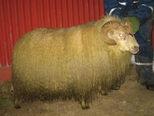 The Icelandic sheep Double coated fleece Both horned and