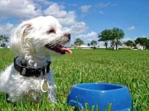 A Pet Owner s Case Study People who own dogs or pet sit are often faced with the problem of how to maintain an attractive yard while also providing a safe, natural place for their dogs to exercise,