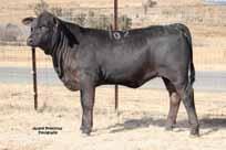 breeding and encouragement to attend external courses, such as Field bull SA and Stockman School as well as training courses for other breeds.