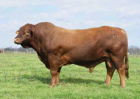 880P Embryo work is rather the norm than the exception (there is nothing nicer than seeing a bull, his dam, his siblings and