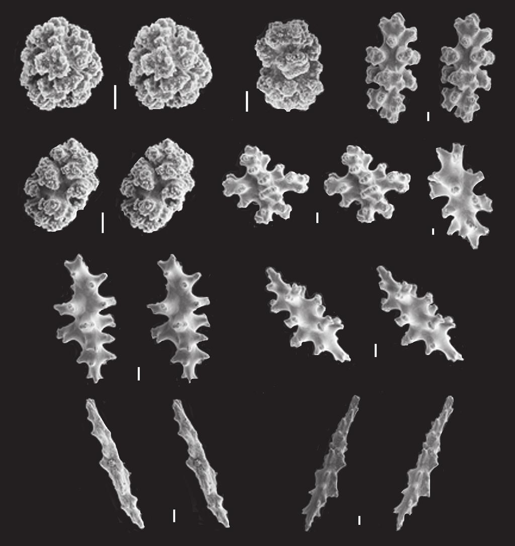 269 A B C D E F G H I J Fig. 3. SEM images and stereopairs of sclerites from holotype of Alaskagorgia aleutiana (USNM 1007002).