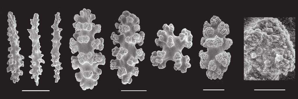 273 Fig. 7. SEM images of sclerites of Calcigorgia spiculifera.