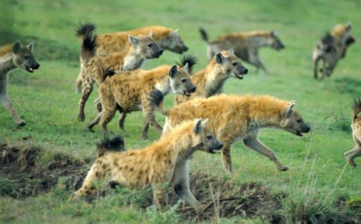 (2016, 2) THE SPOTTED HYENA Animal behaviour The spotted hyena (Crocuta crocuta) is one of the most social of all carnivores.