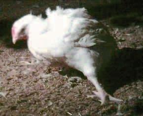 The male chicks of these egg-laying breeds are usually killed immediately after hatching, as it is not considered economic to raise them for meat.