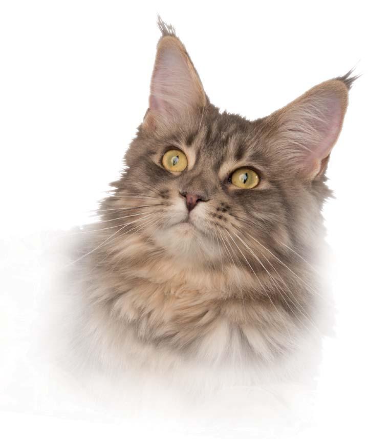 Over - 9 lbs Contains the same active ingredients as in Advantage II for Cats* Over - 9 lbs ACTIVE INGREDIENTS: Imidacloprid... 9.10 % Pyriproxyfen... 0.46 % OTHER INGREDIENTS:... 90.44 % TOTAL... 100.