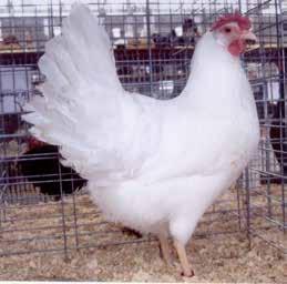 Poultry Judging Part 1: Past Egg Production 1.