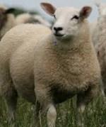 MIDSUMMER LAMB SHOW & SALE Tuesday 21st June 2016 At Stratford Livestock Market Entries - 4 Lambs per Pen, any Breed, any Weight. All entries must be weighed and penned by 9.00am.