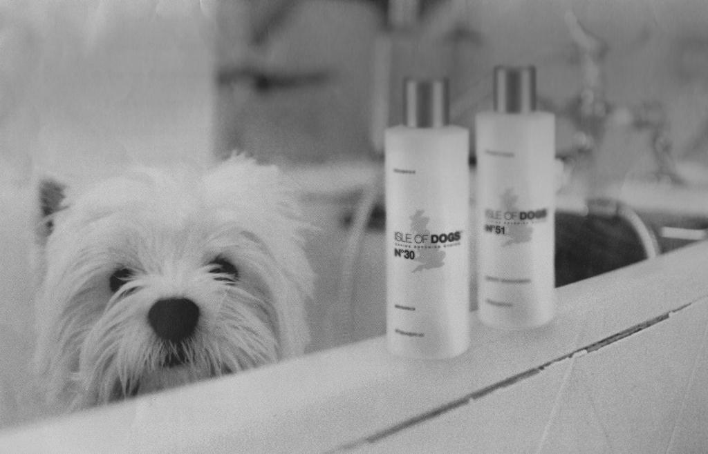 ISLE OF DOGS The product range produced by ISLE OF DOGS is renowned as a high end quality product used in grooming salons and