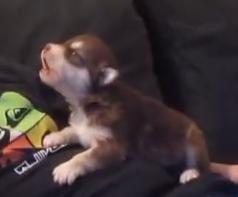 This puppy is very young, but it has an instinct to howl. An instinct is a useful behavior.