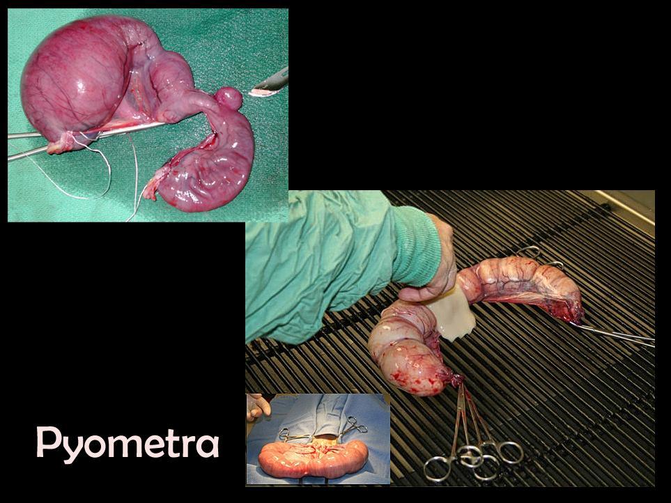 Slide 15 Finally, a quick word on pyometra: Cats can, and do get pyometra just like bitches and the diagnostic and therapeutic considerations on the same.