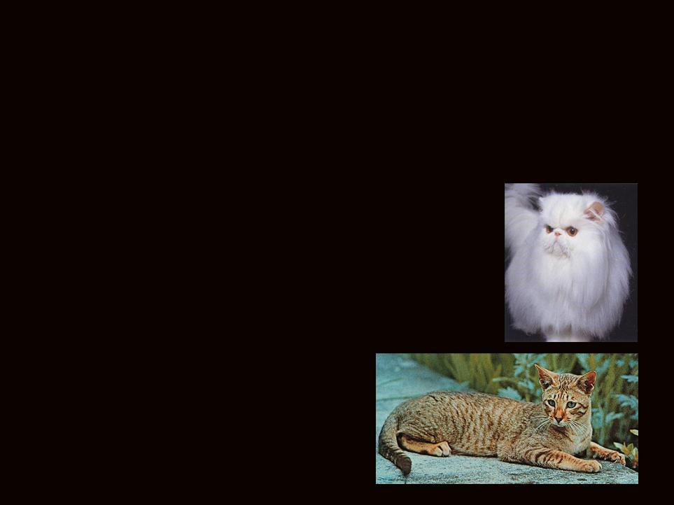Slide 5 Obviously there is a very strong seasonal influence on estrous cycles in cats.