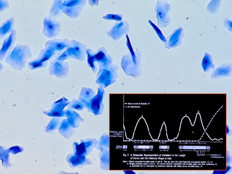 Slide 6 Veterinarians often forget about using vaginal cytology in cats. It is not only useful in dogs!