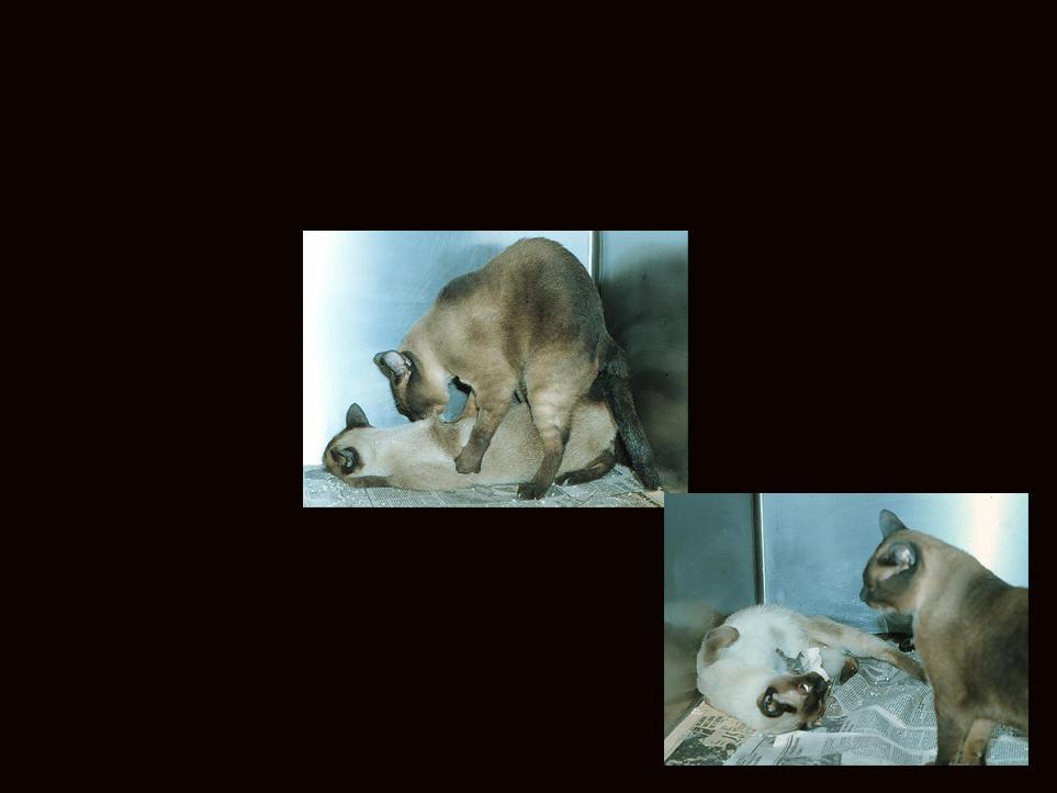 Slide 7 It is rare to have infertility problems in cats; usually just the opposite.