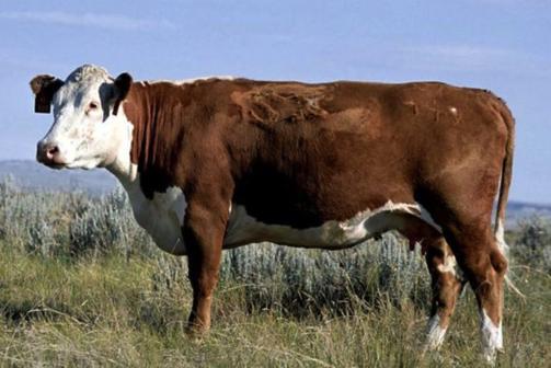 edu University of Missouri 2014 Applied Reproductive Strategies in Beef Cattle Conference,