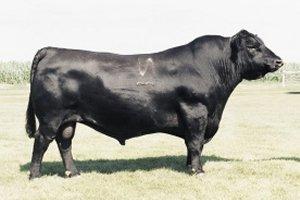 Approach Impute 50K Data to Genome Sequence 3,570 Angus Bulls - FindHap Pair of Chromosomes Variable posiaons on 50K Variable posiaons in Sequence If I know EXT s 50K genotypes Can I esamate his
